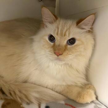 Domestic Long Hair Cats Available for Adoption - Cotton | PetCurious