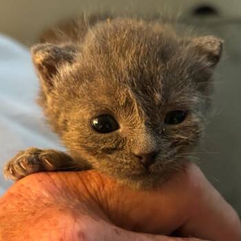 Cherokee -  Domestic Short Hair Cat for Adoption in Troy, Virginia - Cherokee | PetCurious