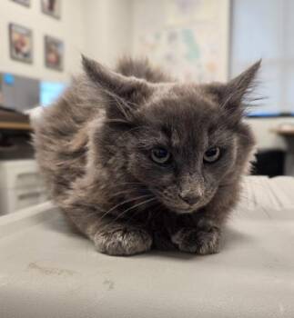 Domestic Long Hair and Domestic Short Hair Cats Available for Adoption - XoXo | PetCurious