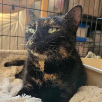 Cora -  Domestic Short Hair Cat Available for Adoption in Winchester, Virginia - Cora | PetCurious
