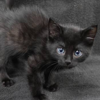 Billard C11864 -  Domestic Short Hair Cat for Adoption - Billard C11864 | PetCurious