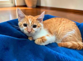 Cheez IT -  Domestic Short Hair Cat for Adoption in Seaford, New York - Cheez IT | PetCurious
