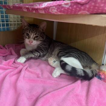 Domestic Short Hair Cats Available for Adoption - Apollo | PetCurious