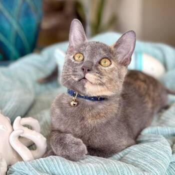 Penelope Von Whiskers -  Dilute Tortoiseshell and Domestic Short Hair Cat for Adoption in Friendswood, Texas - Penelope Von Whiskers | PetCurious