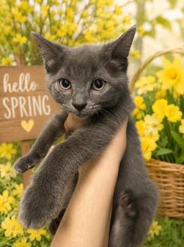 Cinder -  Domestic Short Hair Cat for Adoption in Belleville, Michigan - Cinder | PetCurious