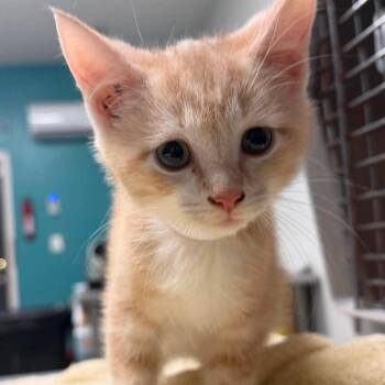 Biscuit Maker -  Domestic Short Hair Cat for Adoption in Fredericksburg, Virginia - Biscuit Maker | PetCurious