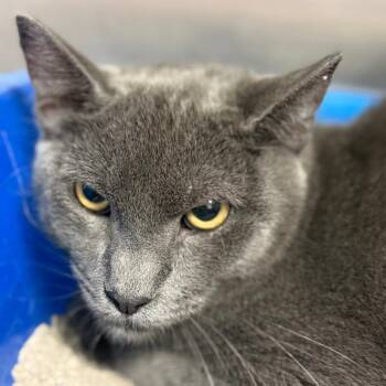 Jafar -  Domestic Short Hair Cat for Adoption in Casa Grande, Arizona - Jafar | PetCurious