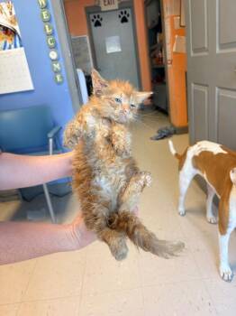 Southerland 2 -  Domestic Long Hair Cat for Adoption in Morgantown, Kentucky - Southerland 2 | PetCurious