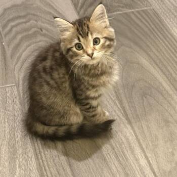 Roo -  Domestic Medium Hair Cat for Adoption in Houston, Texas - Roo | PetCurious