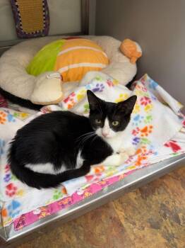 Rescue Domestic Short Hair Cats for Adoption in Miami Beach, Florida - Skelly | PetCurious