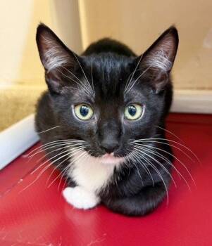Kitten Sylvie -  Domestic Short Hair Cat Available for Adoption in Seal Beach, California - Kitten Sylvie | PetCurious
