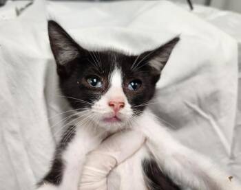 SUNBEAM SPROUT -  Domestic Short Hair Cat for Adoption in Pensacola, Florida - SUNBEAM SPROUT | PetCurious