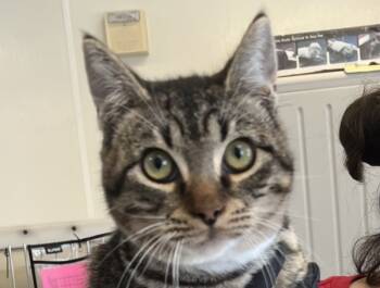 Rescue Domestic Short Hair Cats for Adoption in Napa, California - Hernan | PetCurious