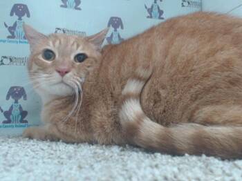 Domestic Short Hair Cats Available for Adoption in Orlando, Florida - BILL | PetCurious