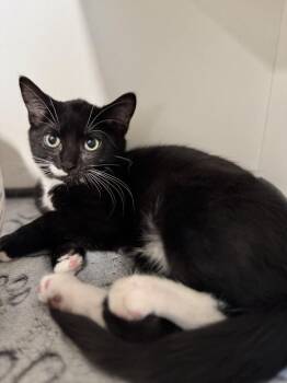 Domestic Short Hair Cats Available for Adoption in Elmsford, New York - Darcy | PetCurious