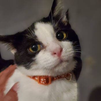 Rescue Domestic Short Hair Cats for Adoption in Union, Missouri - Poppy | PetCurious