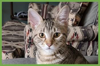 Charlie -  Domestic Short Hair Cat for Adoption in Amherst, Massachusetts - Charlie | PetCurious