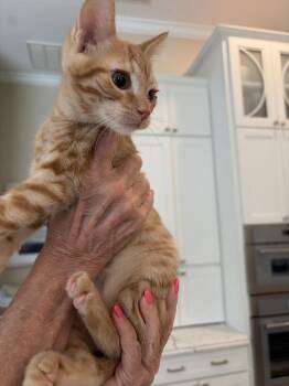 Lynx -  American Shorthair Cat for Adoption in Tampa, Florida - Lynx | PetCurious