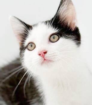 Black Jack is always a winner - what a LOVER -  Turkish Van and Ragdoll Cat for Adoption in Bedford Hills, New York - Black Jack Is Always A Winner - What A LOVER | PetCurious