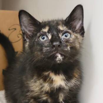 Green -  Domestic Short Hair Cat for Adoption in Sarasota, Florida - Green | PetCurious