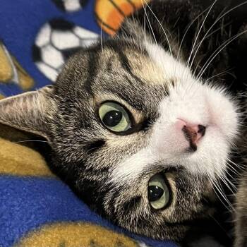 Bones -  Domestic Medium Hair and Domestic Short Hair Cat for Adoption in Murray, Utah - Bones | PetCurious