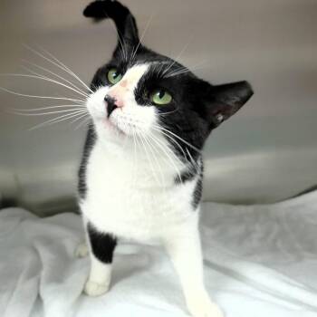 Domestic Short Hair Cats Available for Adoption in Michigan City, Indiana - Ajax | PetCurious