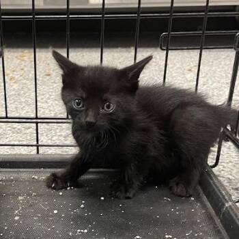 Gaston -  Domestic Short Hair Cat for Adoption in Port Charlotte, Florida - Gaston | PetCurious
