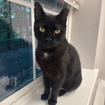Blackie -  Domestic Short Hair Cat Available for Adoption in West Orange, New Jersey - Blackie | PetCurious