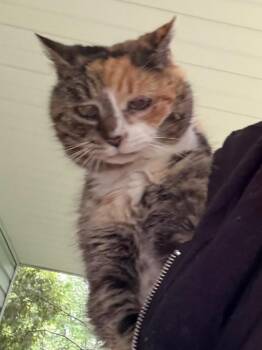 Sleepie -  Domestic Short Hair Cat for Adoption in Pomona, New York - Sleepie | PetCurious