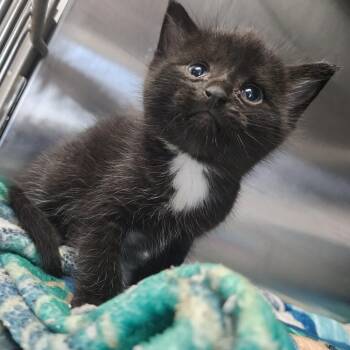 Trunks B. Kini -  Domestic Short Hair Cat for Adoption in Dixon, Illinois - Trunks B. Kini | PetCurious