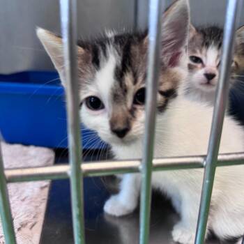 Wartortle -  Domestic Short Hair Cat for Adoption in South Haven, Michigan - Wartortle | PetCurious