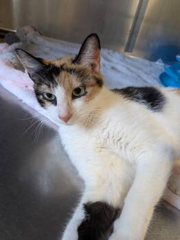 Ella -  Domestic Short Hair Cat for Adoption in North Richland Hills, Texas - Ella | PetCurious