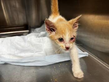 Sycamore -  Domestic Short Hair Cat for Adoption in Shelbyville, Tennessee - Sycamore | PetCurious