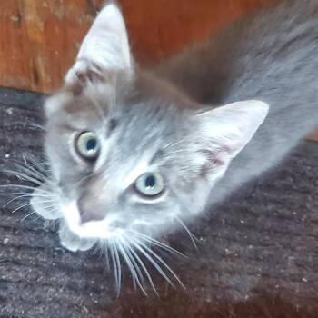 Lobo -  Domestic Short Hair Cat for Adoption in Stockholm, Wisconsin - Lobo | PetCurious