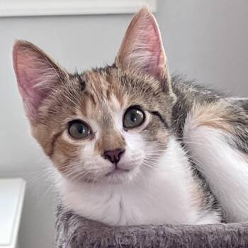 Dottie -  Domestic Short Hair Cat for Adoption in Richmond, Virginia - Dottie | PetCurious