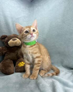 Tabby Cats Available for Adoption in Tavares, Florida - Willie | PetCurious