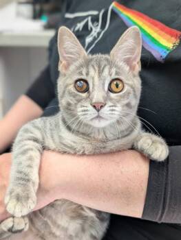 LILTH -  Domestic Short Hair Cat for Adoption in Canfield, Ohio - LILTH | PetCurious