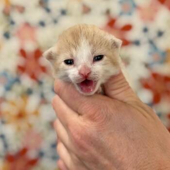 Fili -  Domestic Short Hair Cat Available for Adoption in Fort Smith, Arkansas - Fili | PetCurious