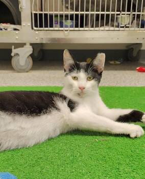 Rescue Domestic Short Hair Cats for Adoption in Richmond, Missouri - Schnapps | PetCurious