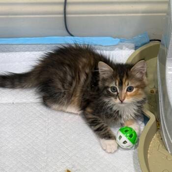 Domestic Medium Hair Cats Available for Adoption in Westminster, California - Casserole | PetCurious
