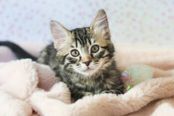 Gandalf Cuddlestoo -  Tabby and Domestic Medium Hair Cat for Adoption in Chandler, Arizona - Gandalf Cuddlestoo | PetCurious
