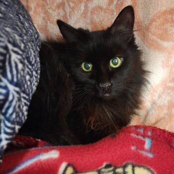 Domestic Long Hair Cats Available for Adoption in Reno, Nevada - Alfreda | PetCurious