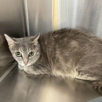 Rosa -  Domestic Short Hair Cat for Adoption in Burlington, Ontario - Rosa | PetCurious