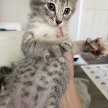 Loki Elizabeth -  Domestic Medium Hair Cat for Adoption in Liverpool, Texas - Loki Elizabeth | PetCurious