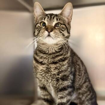 Ivy -  Domestic Short Hair Cat for Adoption in Stafford Township, New Jersey - Ivy | PetCurious