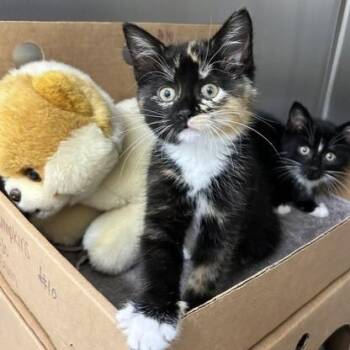 Bubbles -  Domestic Short Hair Cat for Adoption - Bubbles | PetCurious
