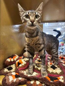 Isabella -  Tabby and Domestic Short Hair Cat for Adoption in Pearland, Texas - Isabella | PetCurious