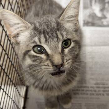 Fish-fillet -  Domestic Short Hair Cat for Adoption in Yuma, Arizona - Fish-fillet | PetCurious