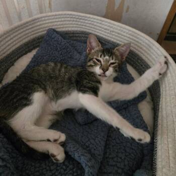 Pandy -  Tabby and Domestic Short Hair Cat for Adoption in Garland, Texas - Pandy | PetCurious