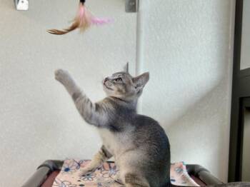 Pear -  Domestic Short Hair Cat for Adoption in Portland, Oregon - Pear | PetCurious